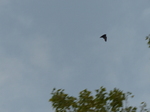 FZ007713 Bat in flight.jpg